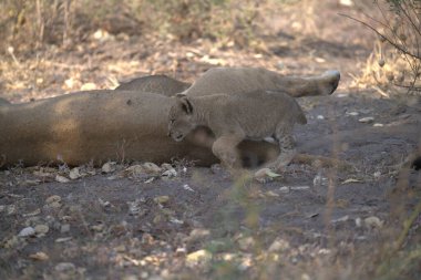 Kruger South Park 'taki genç dişi aslan.