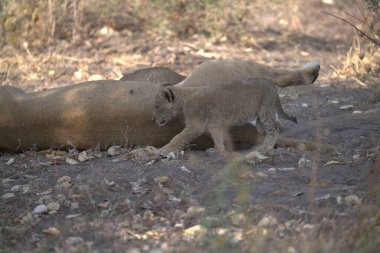 Hayvanat bahçesindeki bir grup vahşi aslan.