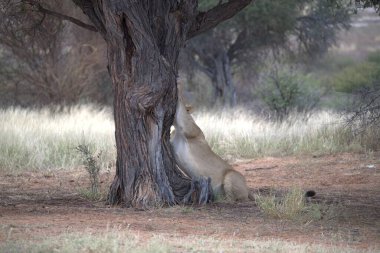 Ormandaki genç aslan