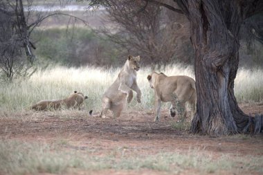 Savanadaki bir grup aslan.