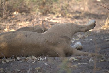 Doğadaki yaban domuzu