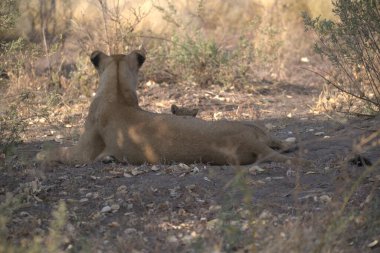 Hayvanat bahçesinde bir aslan