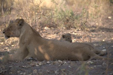 Hayvanat bahçesindeki aslan