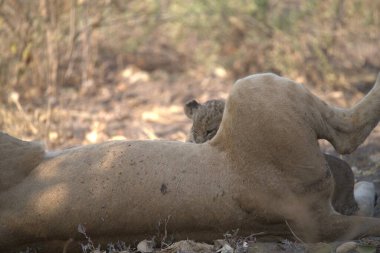 Genç ve güzel bir aslanın yakın çekimi.