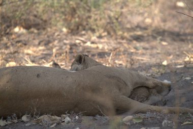 Aslan ulusal parkta yerde yatıyor.
