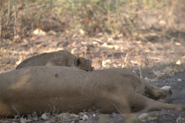 Hayvanat bahçesindeki aslan