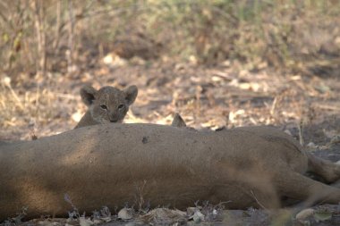 lioness lying in the shade