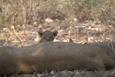 Ormandaki genç bir aslanın yakın çekimi.