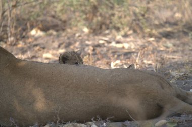 Kenya savanındaki aslan