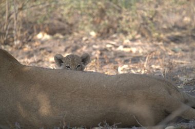 Namibya bozkırında dişi aslan (panthera leo)