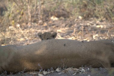 Parktaki genç bir aslanın güzel bir fotoğrafı.