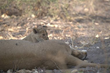 Kenya savanındaki aslan