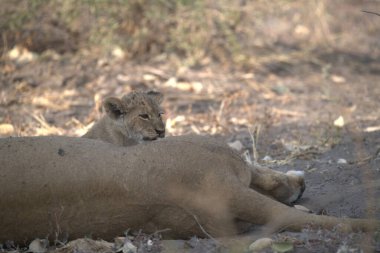 Kenya savanındaki aslan