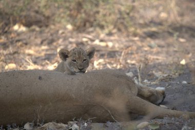 Afrika 'da Botswana' da Chobe Ulusal Parkı 'nda yerde yatan bir aslanın yakın plan fotoğrafı.