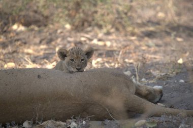 Aslan yavrusu çimenlerde dinleniyor, milli park, Kenya