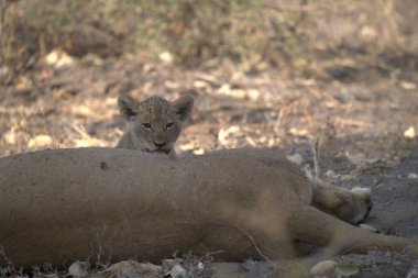 Vahşi doğada dişi aslan.