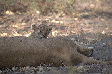 Güney Afrika 'daki Kruger Ulusal Parkı' nda aslan var.
