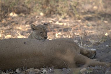 Güney Afrika 'daki Kruger Ulusal Parkı' nda yerde yatan aslan.