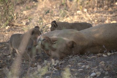 Kenya savanındaki aslan