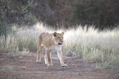 Kenya savanındaki aslan