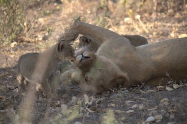 Vahşi aslan yavrusu