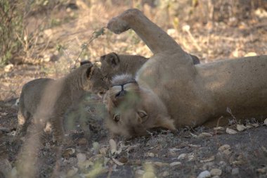Aslan yavrusu avıyla oynuyor