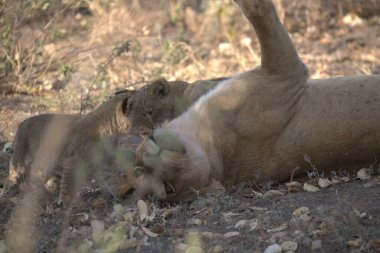 Kenya savanındaki aslan