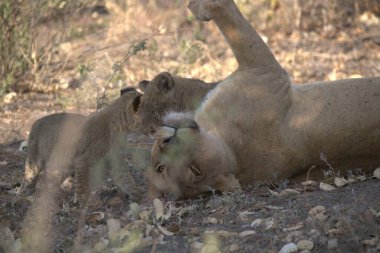 Kenya bozkırında bir grup hayvan.