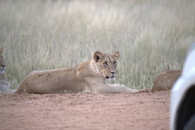 Savanadaki bir grup aslan.