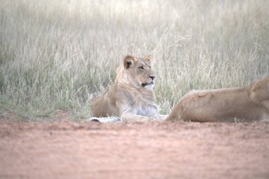 Afrika, Kenya bozkırında dişi aslan.