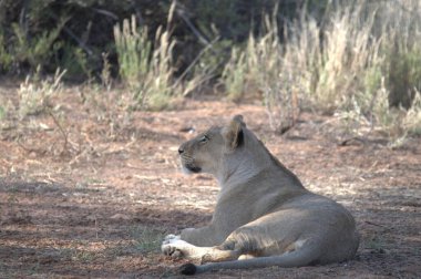 Dişi aslan kuru çimenlerde yatıyor.