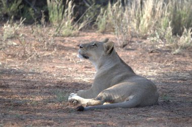 Kenya savanındaki aslan