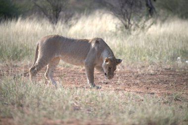 Dişi aslan Kruger National park, Güney Afrika