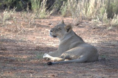 Aslan Kruger Park, Güney Afrika
