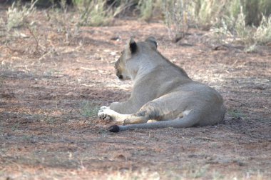 Kenya savanındaki aslan