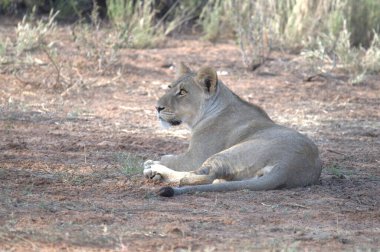 Erkek bir dişi aslan çimenlerde.