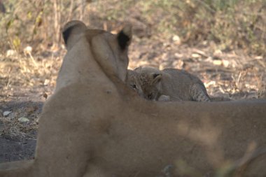 Hayvanat bahçesindeki aslanlar