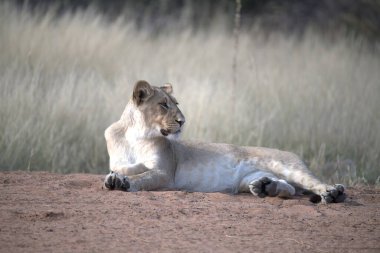 Afrika aslanı (panthera leo )