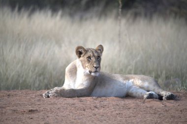 Bir dişi aslan yerde dinleniyor..