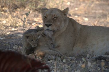 Afrika, Güney Amerika 'daki Kruger Park' taki aslanlar.