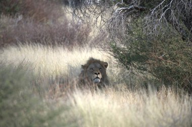 Aslan Kruger National park