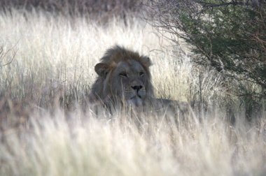 Güney Afrika 'daki Kruger Ulusal Parkı' nda aslan var.