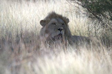 Aslan vahşi Afrika 'da