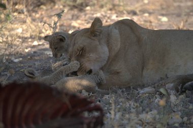Güney Afrika 'daki Kruger Ulusal Parkı' nda aslan var.