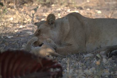 Hayvanat bahçesindeki aslan