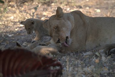 Güney Afrika 'daki Kruger Ulusal Parkı' nda aslan yavrusu.