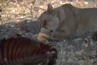 Hayvanat bahçesindeki aslanlar