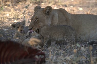 Namibya savanındaki aslan, Afrika