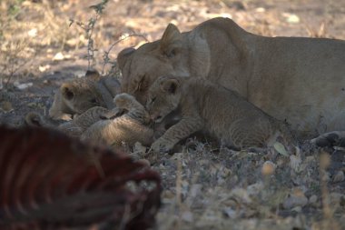 Güney Afrika 'daki Kruger Ulusal Parkı' ndaki aslanlar.