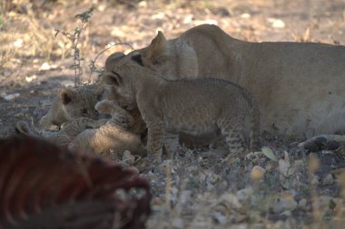 Savanadaki aslan ailesi.
